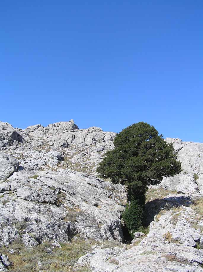 Taxus baccata / Tasso